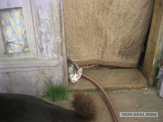 Жизнь домашнего приюта для котеек 392