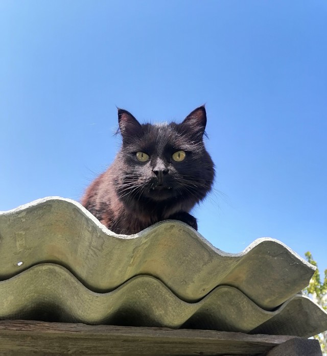 А вот и котовторник 24.05.2022