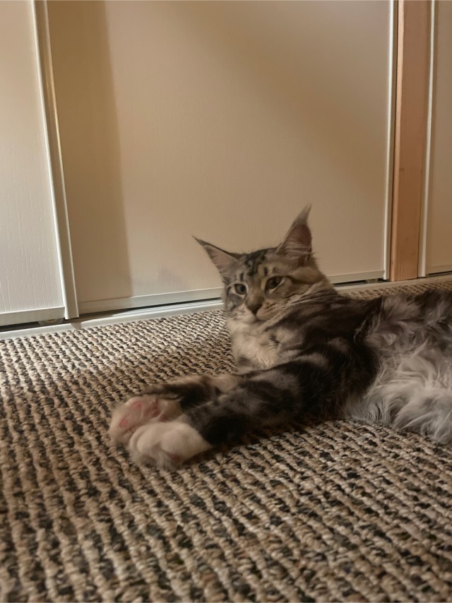 Грустный котовторник