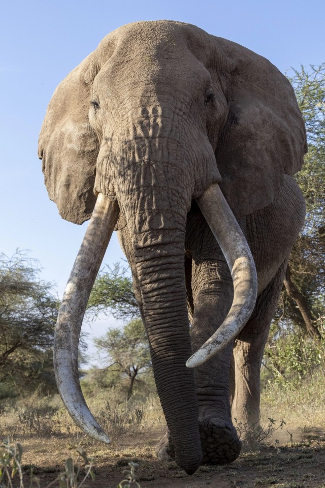 Масаи охраняют 50-летнего слона от браконьеров