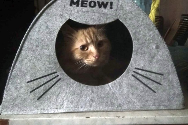 Ура! Котовторник.