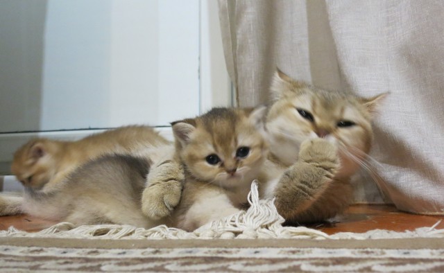 Котовторник 1.11.22