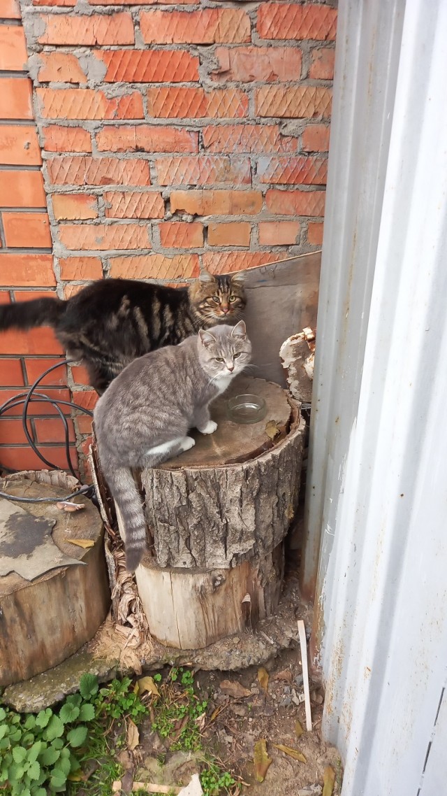 Вторник, ваши коты и кошки в студию
