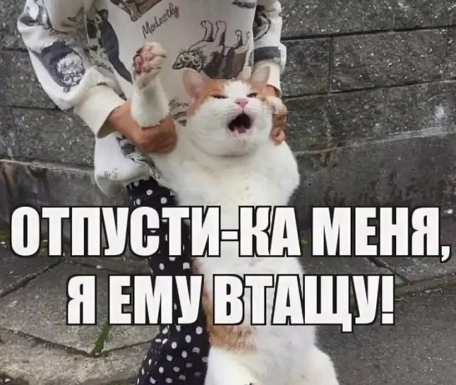 Пресс-атташе сборной Бразилии грубо обходится с котом