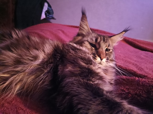 Кошка