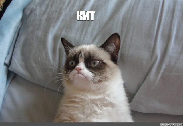 Кот сломался