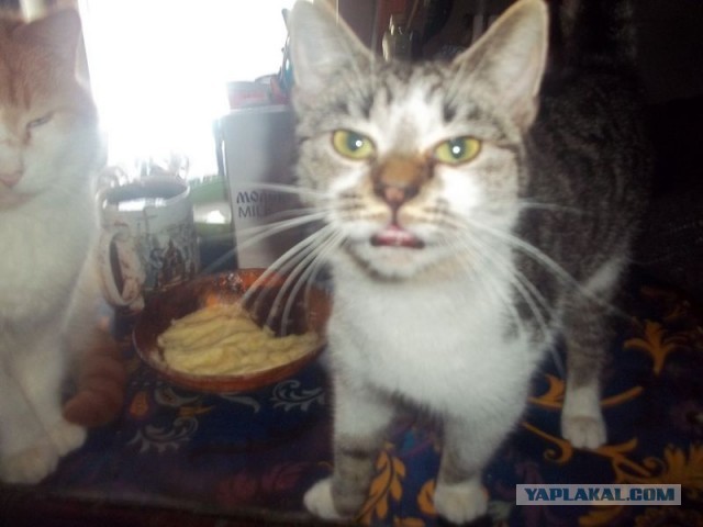 Жизнь домашнего приюта для котеек 432