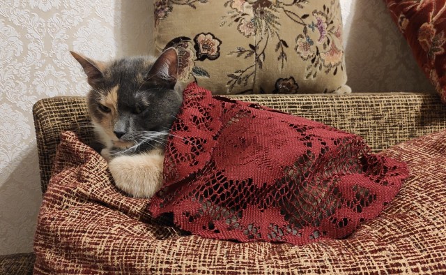 Совпало же? В котовторник
