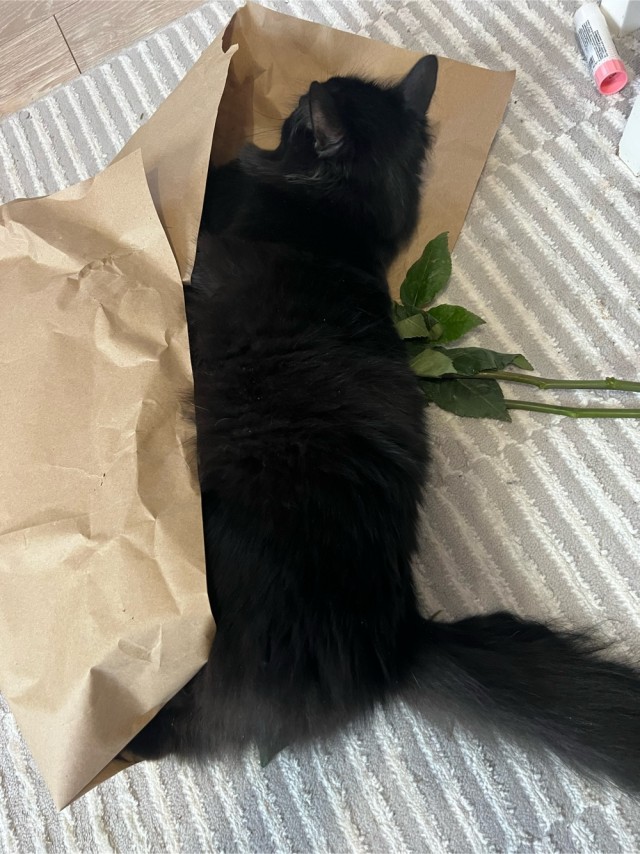 Чёрные коты не такие