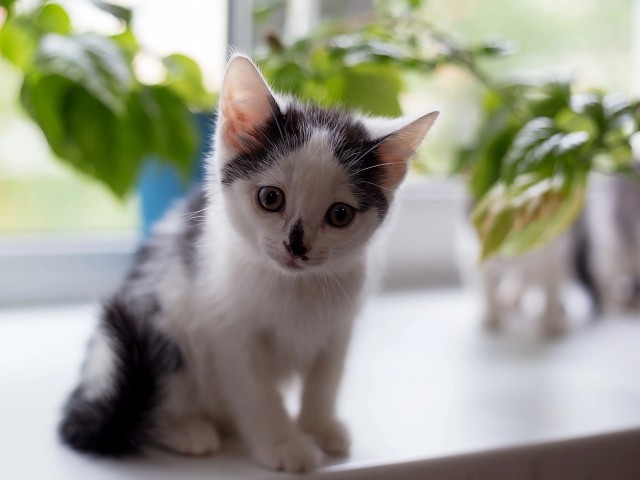 Вы хочите кошек, их есть у меня...