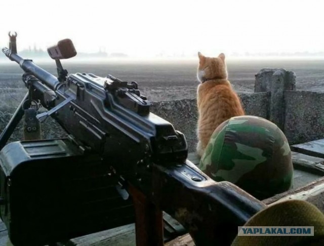 Тактический кот.