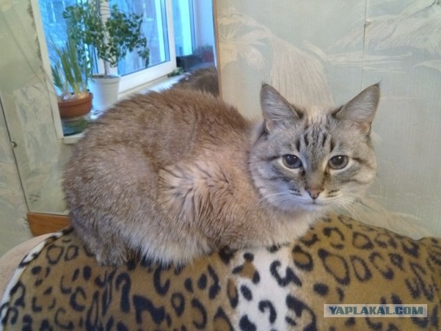 Котовторник 16.04.2013