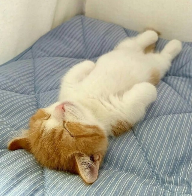 Позы для сна у кошек - что они означают?