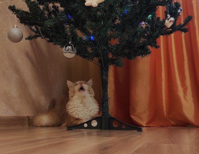 Новогодний кот