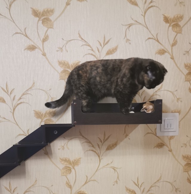 А в следующей жизни я хотел бы быть котом