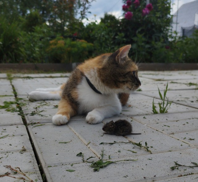 Котовторник!