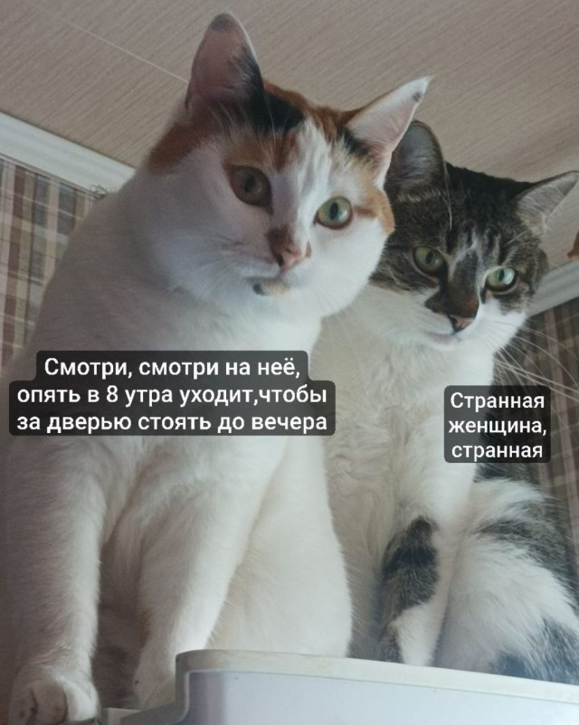 Котовторник в картинках