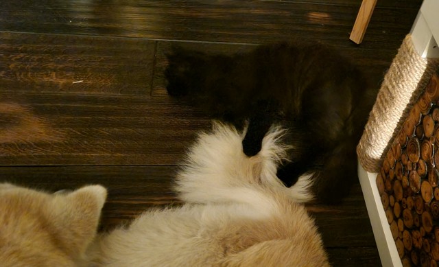 Пёс спасает кота от града
