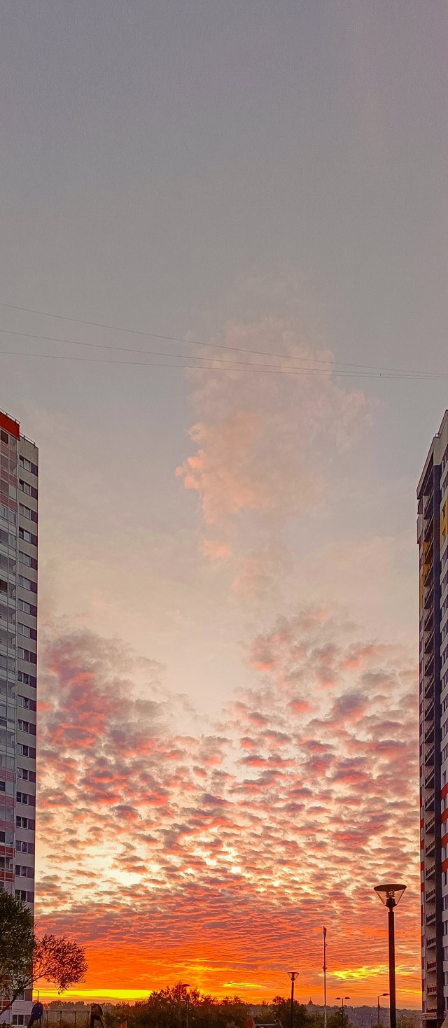 Белогривые лошадки