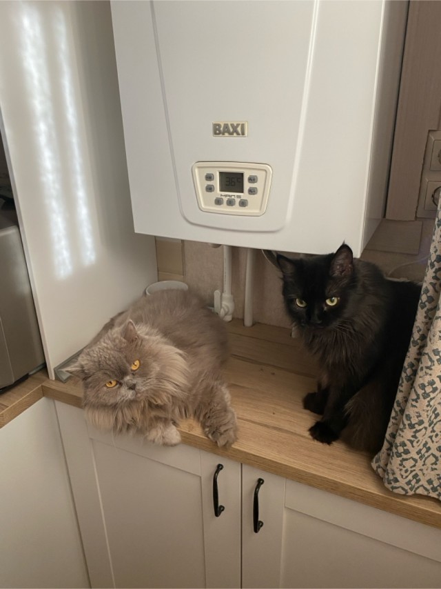 Котовторник 05/11/2024