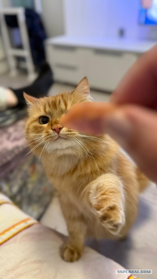 К котовторнику