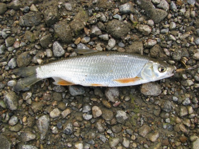 Мохтик: почему он так ценится на кулинарных столах и какова его роль в экосистеме