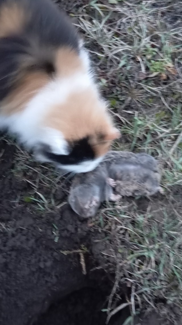 Ура! На дачу!