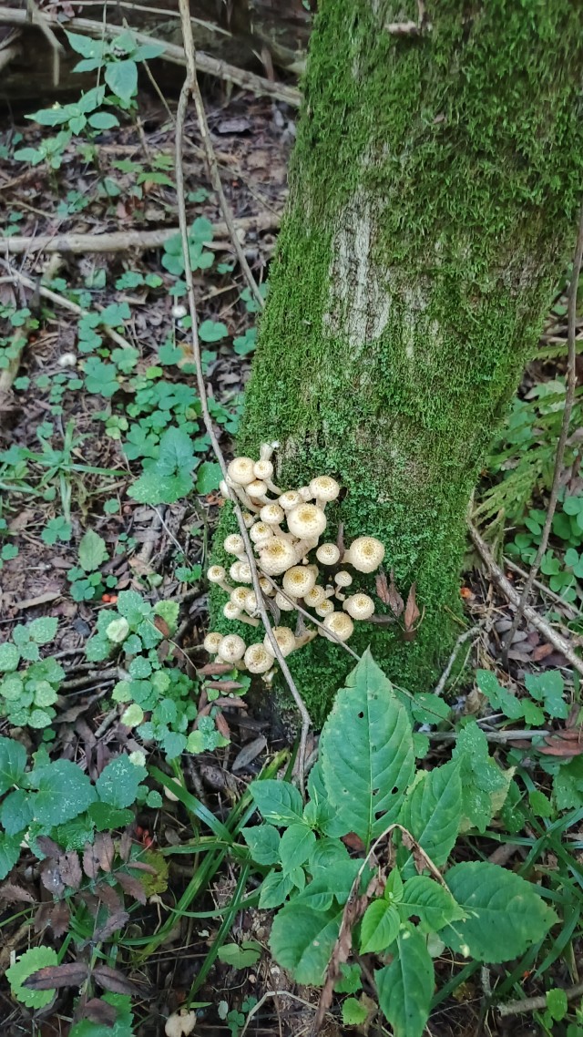 Воскресная прогулка в лес