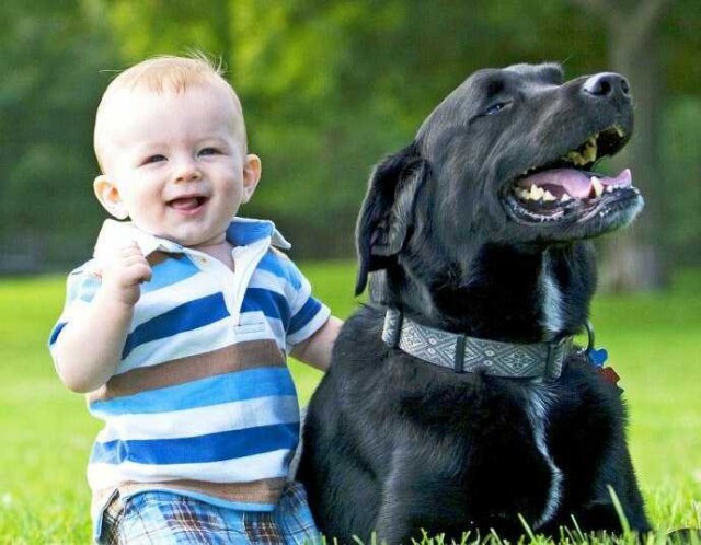 В кабмине одобрили законопроект о запрете выгула опасных собак детьми