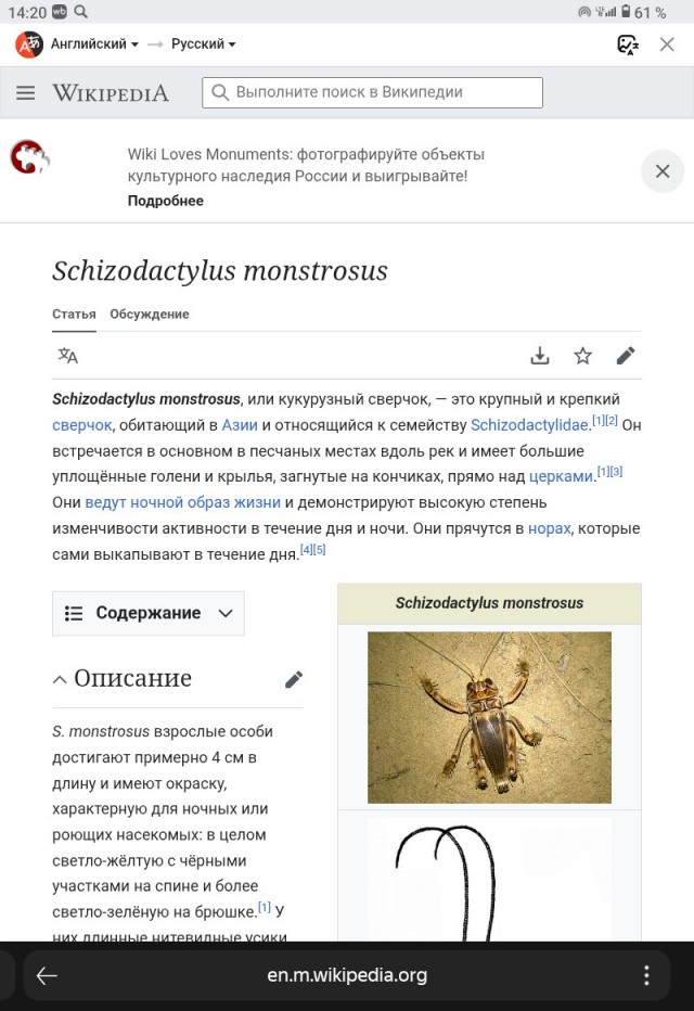 Дюнный сверчок
