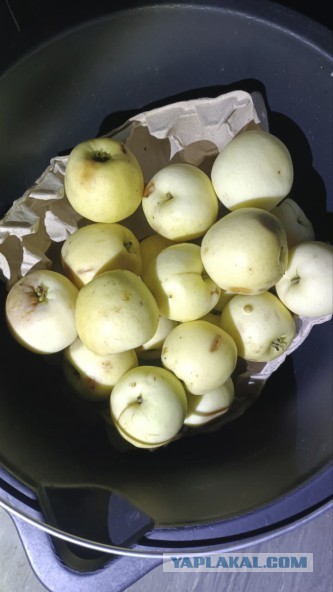 Ночные яблоки