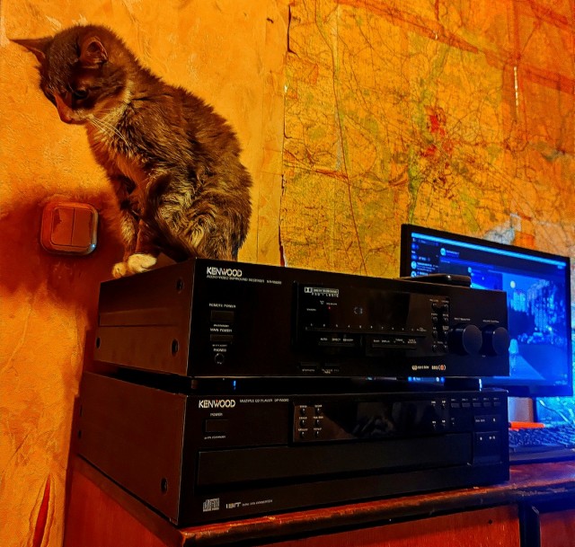У нас котовторник случился!