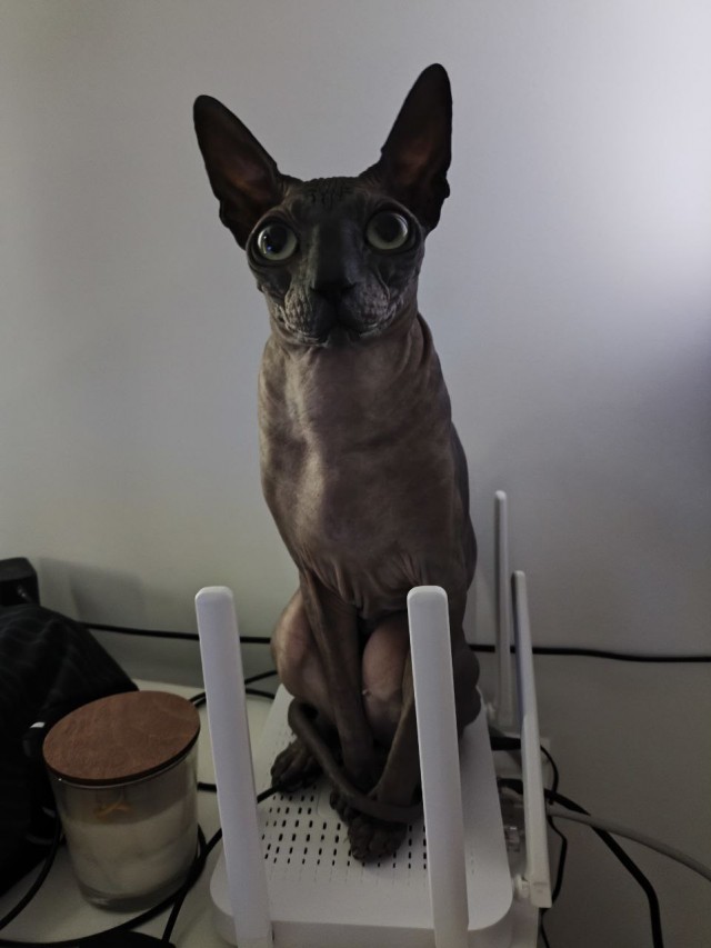 Ну раз котоффторник!