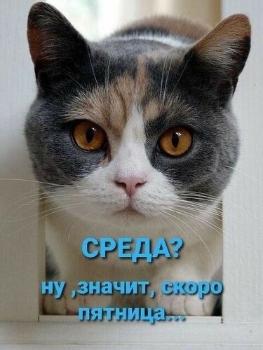 Среда пришла