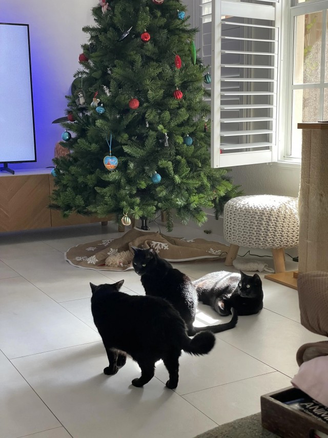 Чёрные котейки ждут Новый год