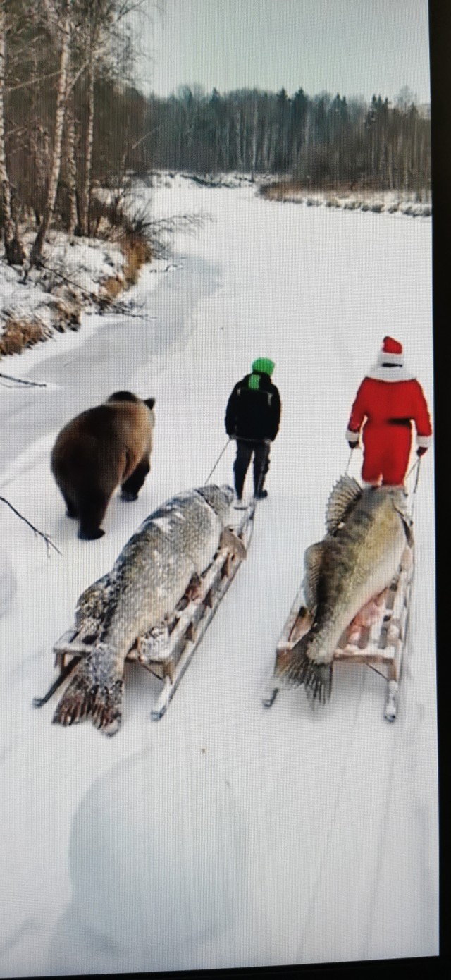 морской окунь