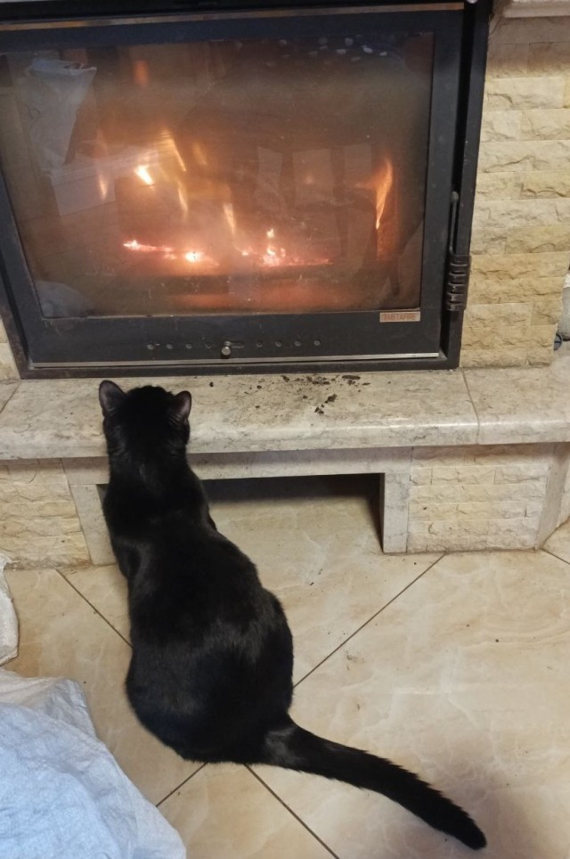Дурацких фото котов тред