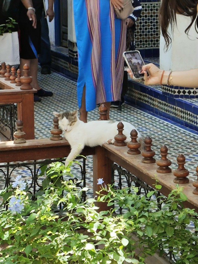 Уличные кошки Марокко