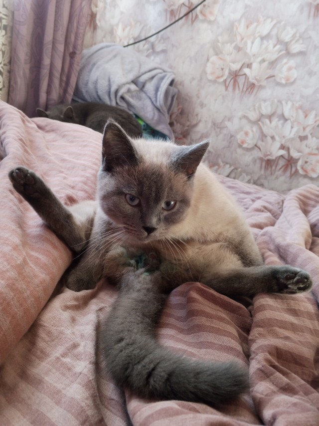 Плюшу плющит