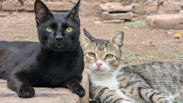 Рандомных фото котов тред