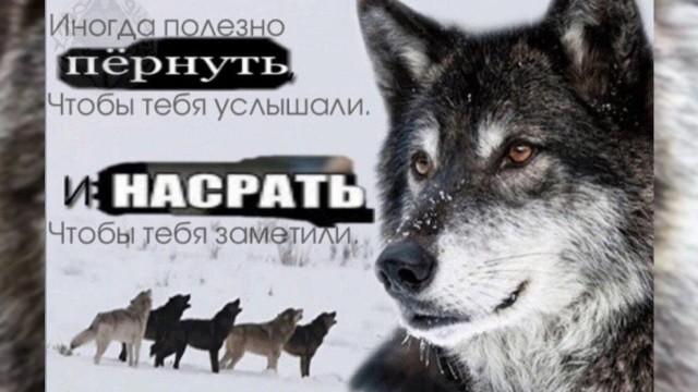 Волк, вцепившийся женщине в лицо, может поплатиться за это жизнью
