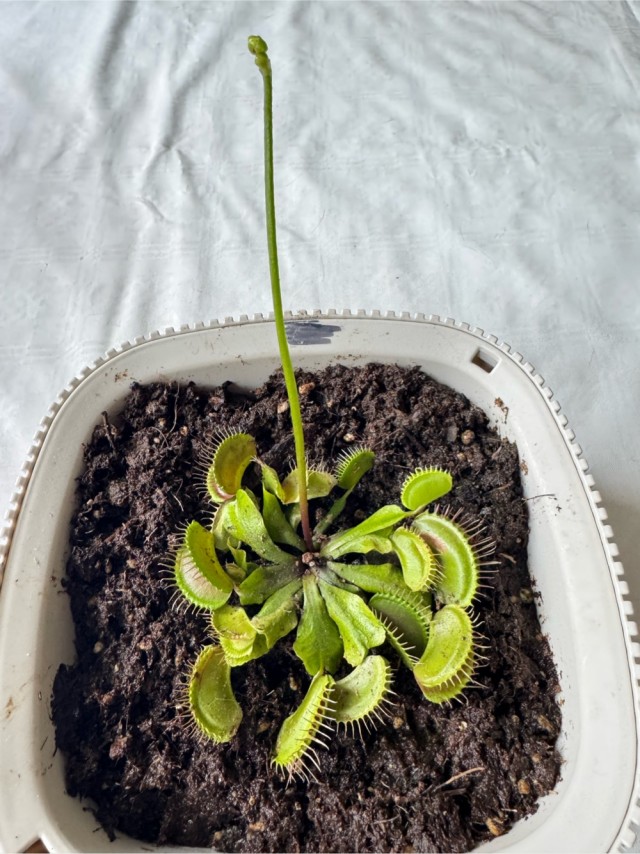 Растения - хищники.