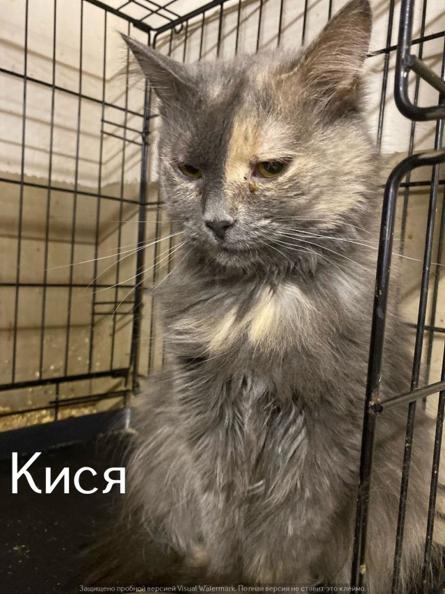 Жизнь домашнего приюта "Котоленд" 547