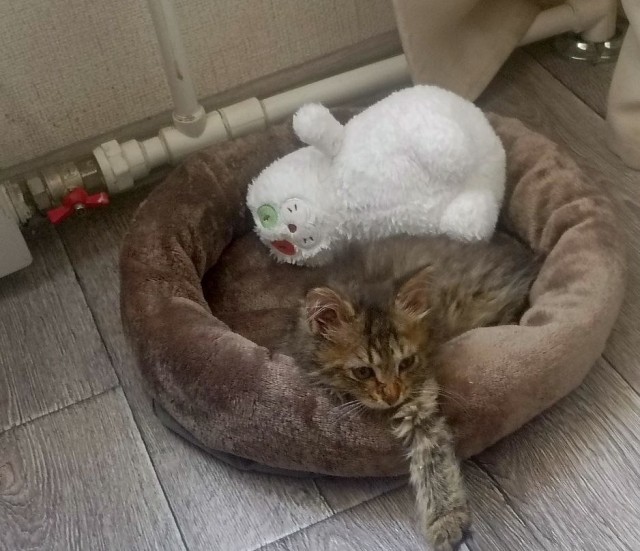 Поздравьте! Ну вот и я стал счастливым обладателем кота!)