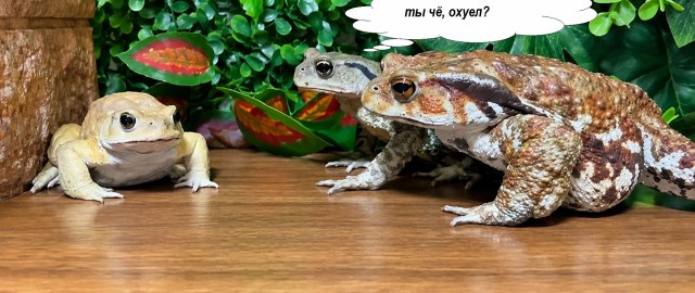 Забавных лягух вам в ленту