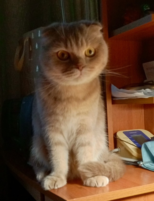 Очередной котовторник