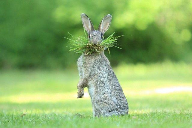 Самые смешные фото кроликов — победители Comedy Pet Photography Awards и Comedy Wildlife Photography Awards за всю историю