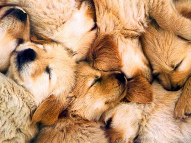 Ощущения при укусах смертоносных животных