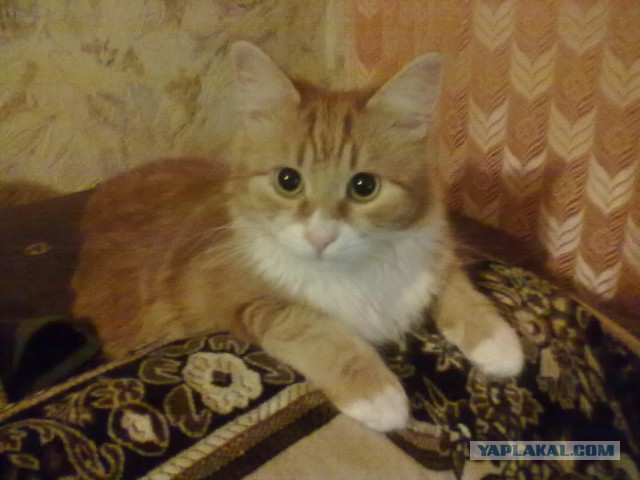 Котовторник 26.11.2013