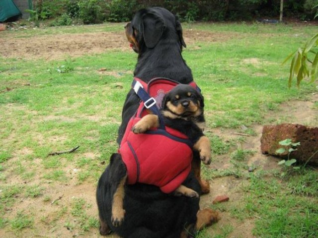 О, my dog